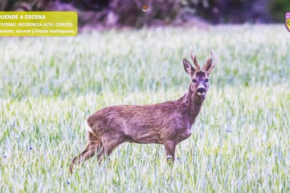 Las fotografías de animales incluyen indicaciones para los cazadores