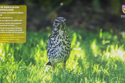 Las fotografías de animales incluyen indicaciones para los cazadores