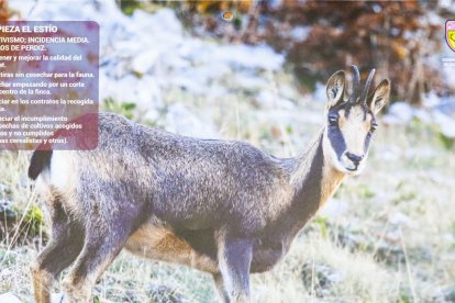 Las fotografías de animales incluyen indicaciones para los cazadores