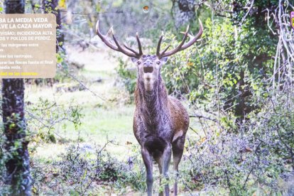 Las fotografías de animales incluyen indicaciones para los cazadores