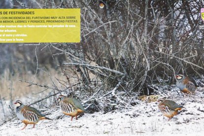Las fotografías de animales incluyen indicaciones para los cazadores