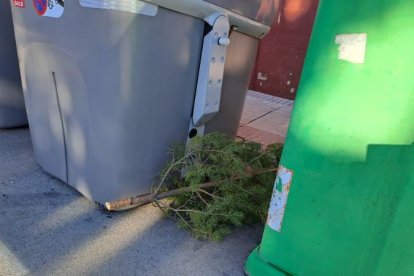 Pino situado junto a un contenedor 'normal' a primera hora de esta mañana.