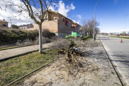 Un árbol arrancado en el carril bici de la capital