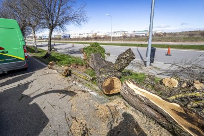 Un árbol arrancado en el carril bici de la capital