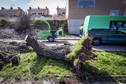Un árbol arrancado en el carril bici de la capital