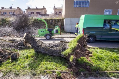 Un árbol arrancado en el carril bici de la capital