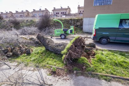 Un árbol arrancado en el carril bici de la capital