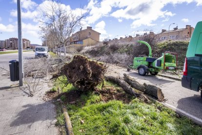 Un árbol arrancado en el carril bici de la capital