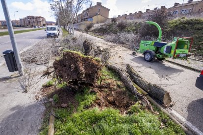 Un árbol arrancado en el carril bici de la capital