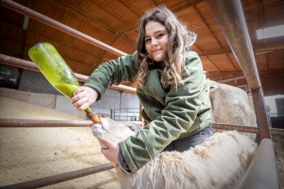 Paula Martínez alimenta a un ternero en la nave.