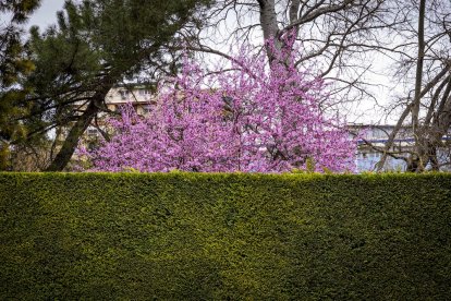 Flores por el estallido de la primavera en pleno marzo
