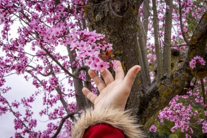 Flores por el estallido de la primavera en pleno marzo