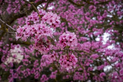 Flores por el estallido de la primavera en pleno marzo