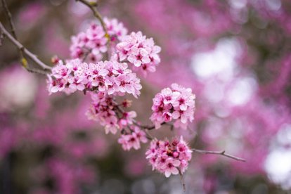 Flores por el estallido de la primavera en pleno marzo