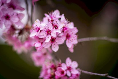 Flores por el estallido de la primavera en pleno marzo