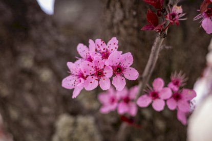 Flores por el estallido de la primavera en pleno marzo