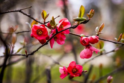 Flores por el estallido de la primavera en pleno marzo