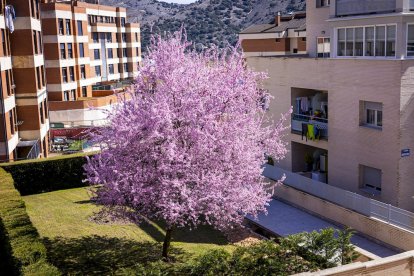 Flores por el estallido de la primavera en pleno marzo