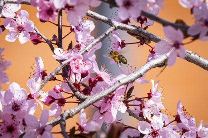Flores por el estallido de la primavera en pleno marzo