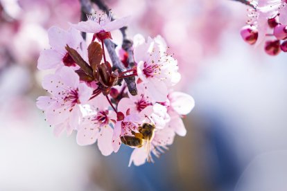 Flores por el estallido de la primavera en pleno marzo