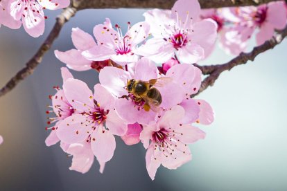 Flores por el estallido de la primavera en pleno marzo