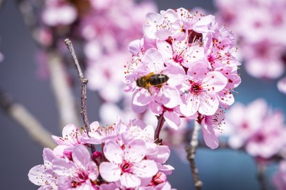 Flores por el estallido de la primavera en pleno marzo