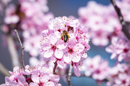 Flores por el estallido de la primavera en pleno marzo