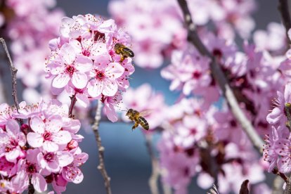 Flores por el estallido de la primavera en pleno marzo