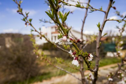 Flores por el estallido de la primavera en pleno marzo