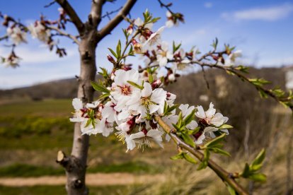 Flores por el estallido de la primavera en pleno marzo