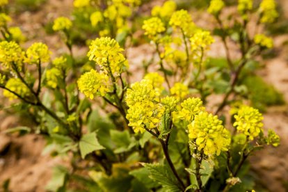 Flores por el estallido de la primavera en pleno marzo