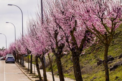 Flores por el estallido de la primavera en pleno marzo