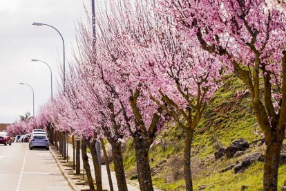 Flores por el estallido de la primavera en pleno marzo
