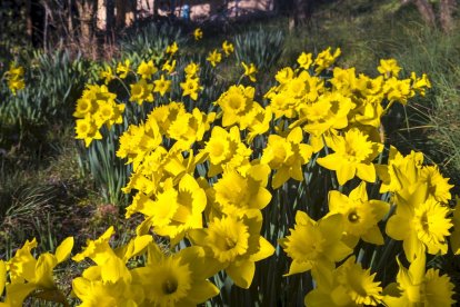 Flores por el estallido de la primavera en pleno marzo