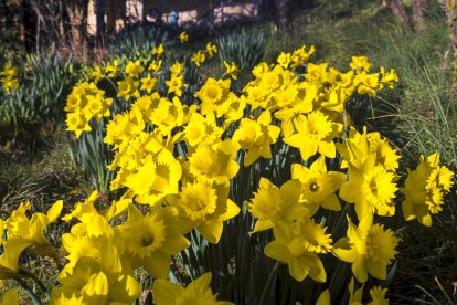 Flores por el estallido de la primavera en pleno marzo