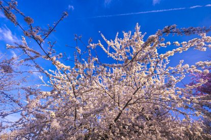 Flores por el estallido de la primavera en pleno marzo
