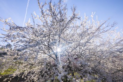 Flores por el estallido de la primavera en pleno marzo