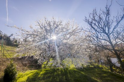 Flores por el estallido de la primavera en pleno marzo