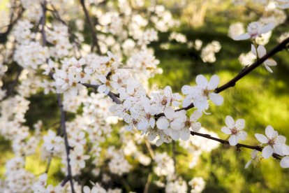 Flores por el estallido de la primavera en pleno marzo