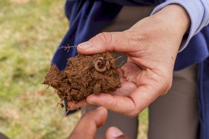 El PEMA de Garray fue el lugar elegido para la plantación en el Día de los Bosques