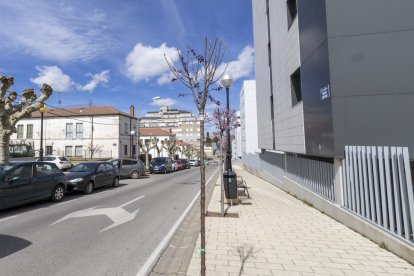 Los árboles ya agarran en las calles de la ciudad