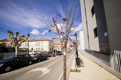 Los árboles ya agarran en las calles de la ciudad