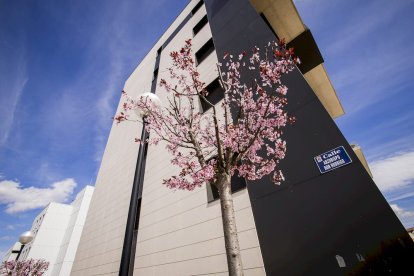 Los árboles ya agarran en las calles de la ciudad