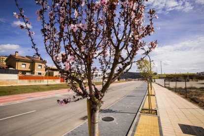 Los árboles ya agarran en las calles de la ciudad