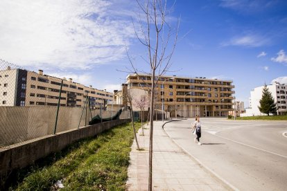 Los árboles ya agarran en las calles de la ciudad