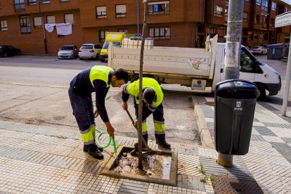 Los árboles ya agarran en las calles de la ciudad