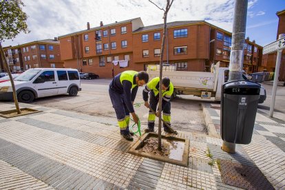 Los árboles ya agarran en las calles de la ciudad