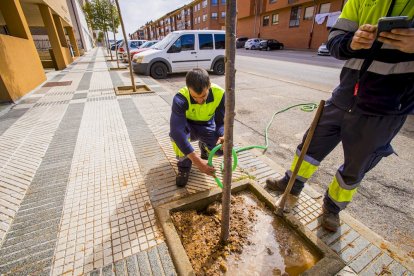 Los árboles ya agarran en las calles de la ciudad
