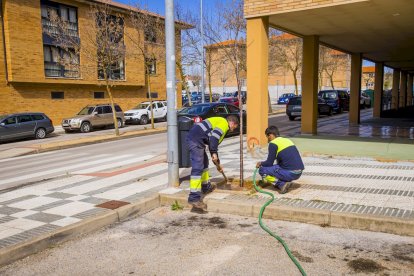 Los árboles ya agarran en las calles de la ciudad