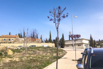 Los árboles ya agarran en las calles de la ciudad